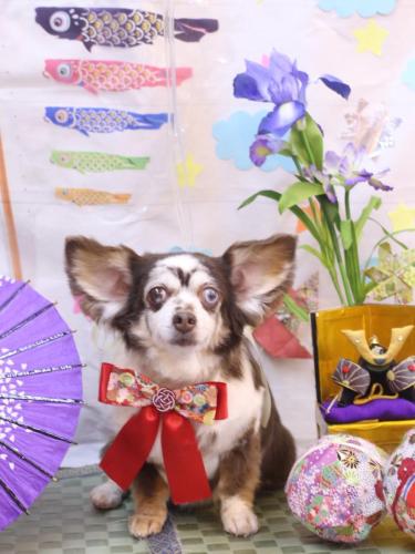 20240519チョコちゃん